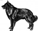 Belgian shepherd dog \\\\\(Dog standard\\\\\)