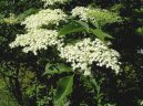 Sambucus nigra