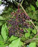 Sambucus nigra