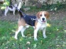 Beagle Harrier