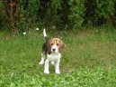 Beagle