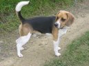 Beagle