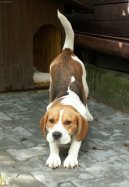 Beagle