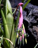 Billbergia