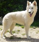 White swiss shepherd dog \\\\\(Dog standard\\\\\)