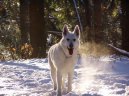 White swiss shepherd dog \\\\\(Dog standard\\\\\)