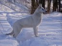 Berger Blanc Suisse, White Swiss Shepherd Dog