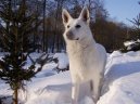 White swiss shepherd dog \\\\\(Dog standard\\\\\)