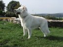 White swiss shepherd dog \\\\\(Dog standard\\\\\)