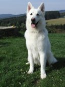 Berger Blanc Suisse, White Swiss Shepherd Dog