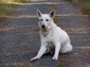 White swiss shepherd dog \\\\\(Dog standard\\\\\)