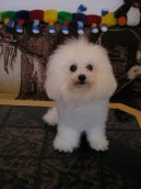 Bichon frise