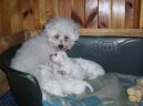 Bichon frise