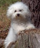 Bichon frise