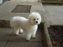 Bichon frise