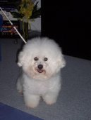 Bichon frise