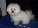 Bichon frise