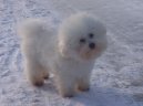 Bichon frise