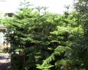 Araucaria