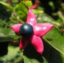 Clerodendrum