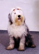 Old English Sheepdog