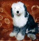 Old English Sheepdog