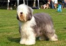 Old English Sheepdog