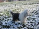 Old English Sheepdog