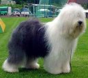 Old English Sheepdog