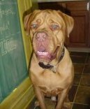 Dogue de Bordeaux