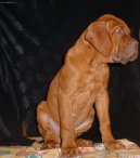 Dogue de Bordeaux