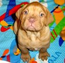 Dogue de Bordeaux