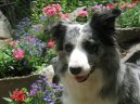 Border collie \\\\\(Dog standard\\\\\)