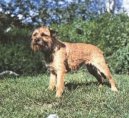 Border Terrier