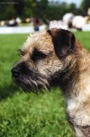 Border Terrier