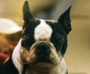 Boston Terrier