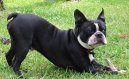 Boston Terrier