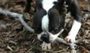 Boston Terrier