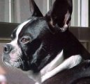 Boston Terrier