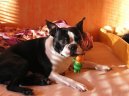 Boston Terrier