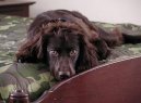 Boykin Spaniel