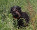 Boykin Spaniel