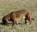 Alpenlndische Dachsbracke, Alpine Dachsbracke