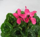 Cyclamen