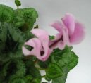 Cyclamen