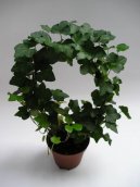 Hedera helix