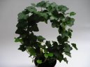 Hedera helix