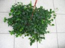 Hedera helix