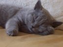 British Shorthair \\\\\(Cat\\\\\)