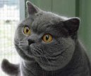 British Shorthair \\\\\(Cat\\\\\)